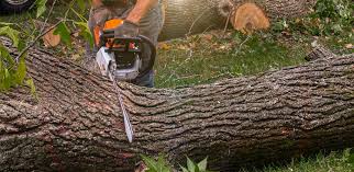 How Our Tree Care Process Works  in  Cibolo, TX