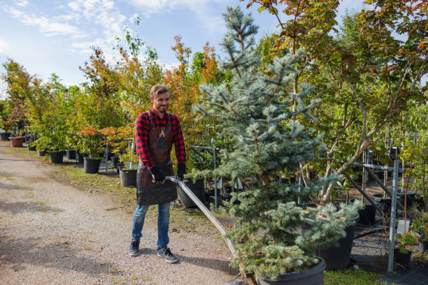 Cibolo, TX  Tree Services Company